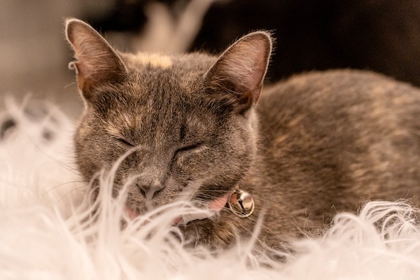 f:id:takuteto:20220307203526j:plain