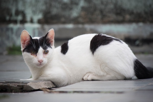 f:id:takuteto:20220410230808j:plain