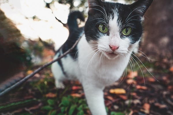 f:id:takuteto:20220410230827j:plain