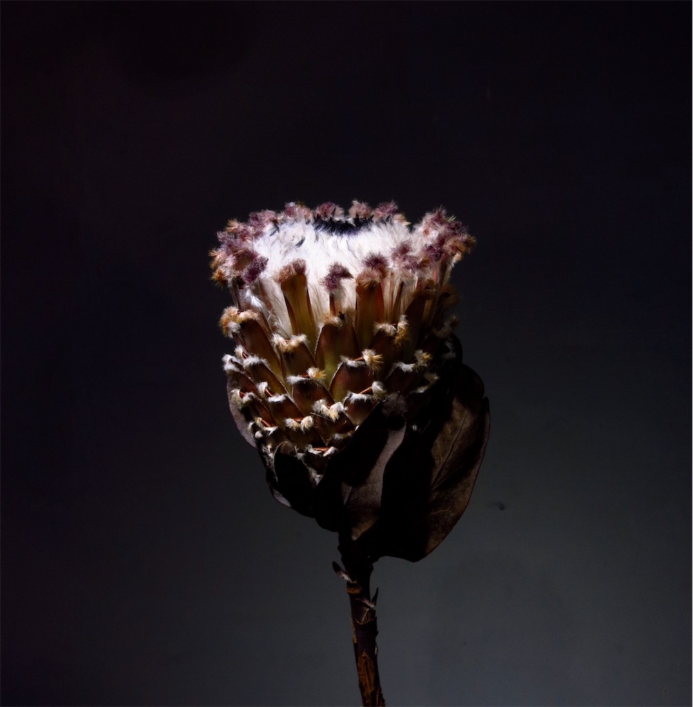 225円 最大40%OFFクーポン プロテア レペンス Protea repens の種子 225円 最大40%OFFクーポン プロテア レペンス Protea repens の種子