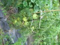 20090705061655
