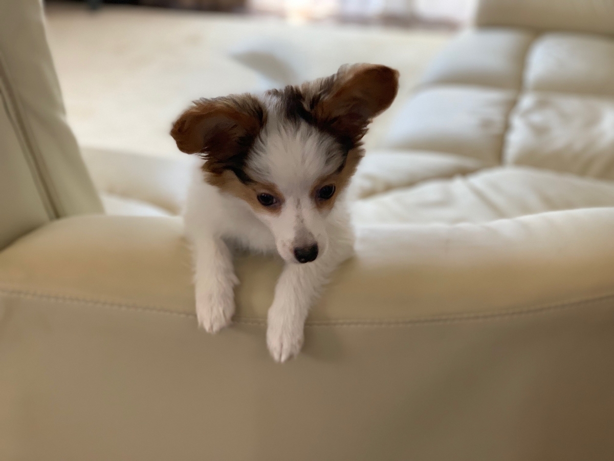 f:id:takuyano:20190526014225j:plain