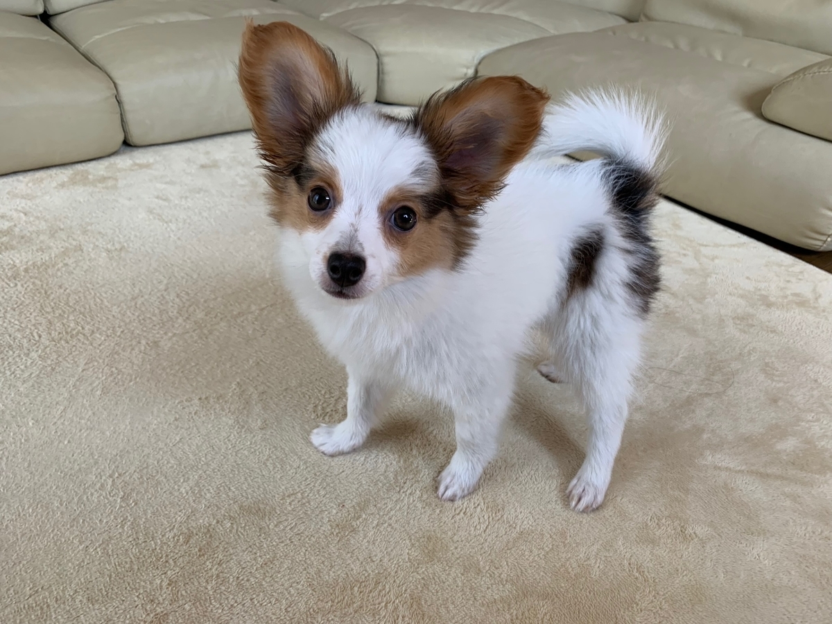 f:id:takuyano:20190526014348j:plain