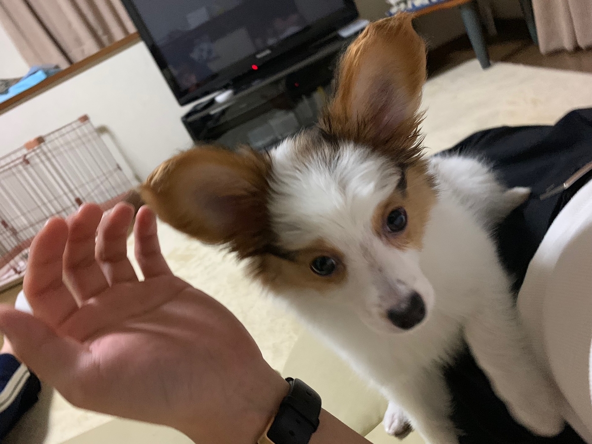 f:id:takuyano:20190526014530j:plain