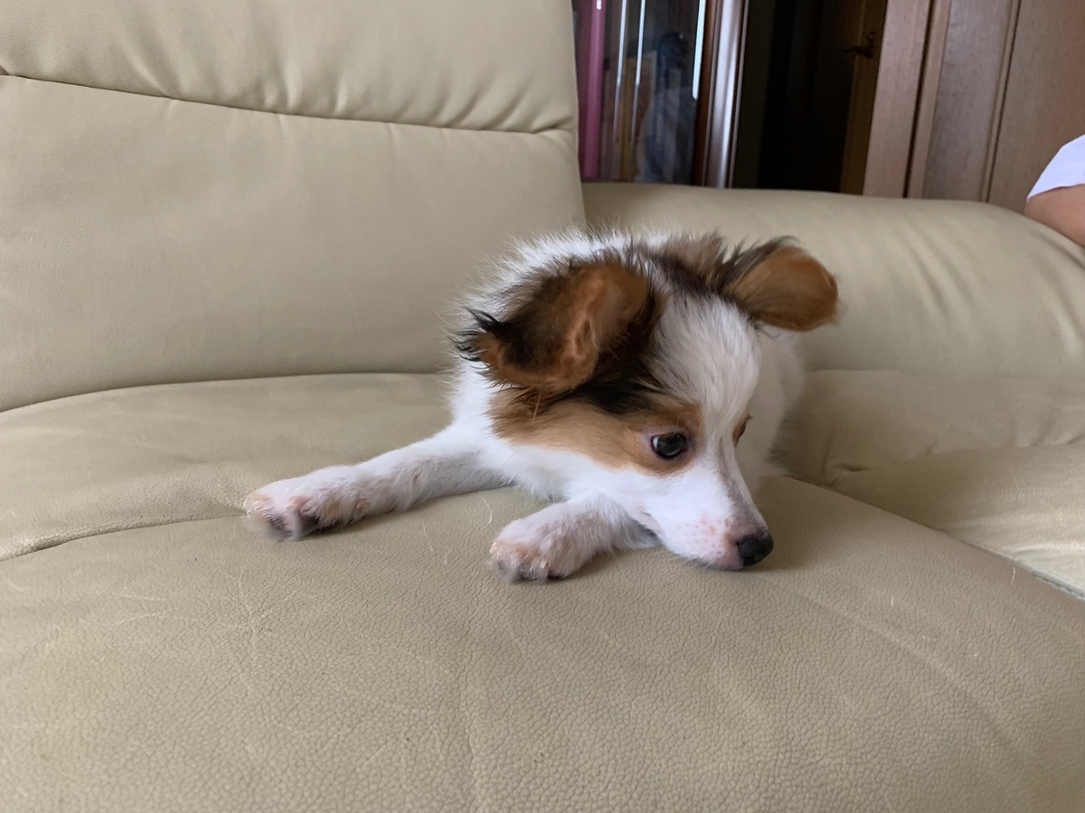 f:id:takuyano:20190526014747j:plain