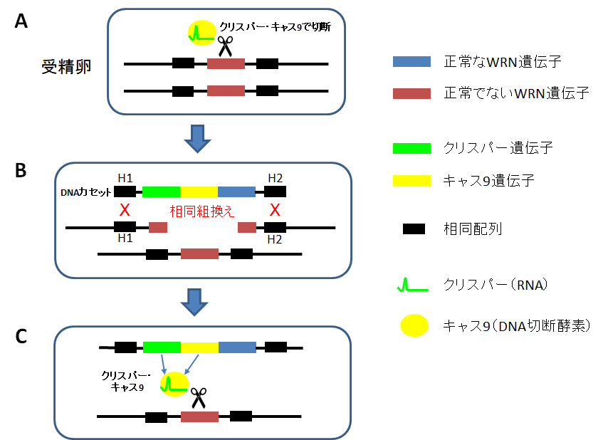 f:id:takyamamoto:20180129200354p:plain f:id:takyamamoto:20180129200354p:plain