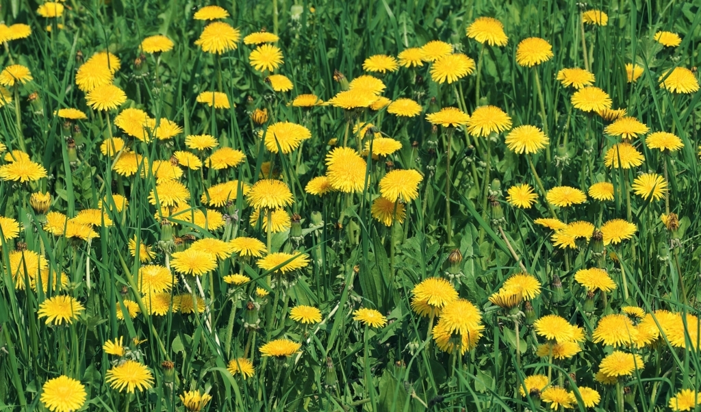image f:id:tamHTN:20180524233306j:plain