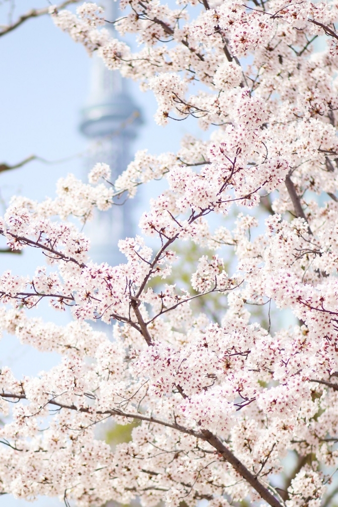 Canon（キヤノン） EF85mm F1.8 USMで桜を撮ってみました。 - たまの休日