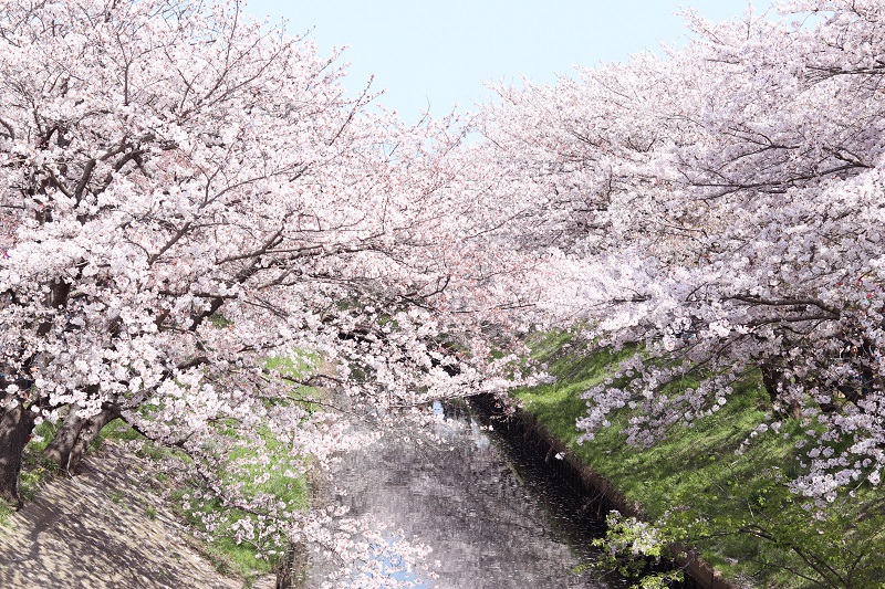 Canon（キヤノン） EF50mm F1.8 STMで桜を撮ってみました。 - たまの休日