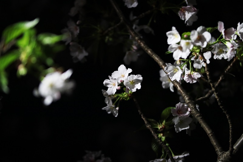 Sigma シグマ 50 100mm F1 8 Dc Hsm Art で夜桜を撮ってみました たまの休日 Sigma シグマ 50 100mm F1 8 Dc Hsm Art で夜桜を撮ってみました たまの休日