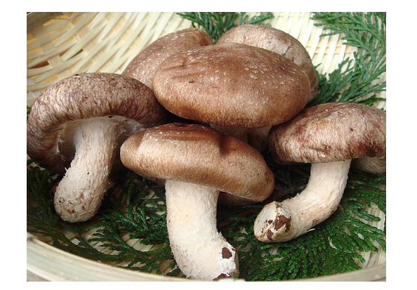 f:id:tama0306:20191230182139p:plain f:id:tama0306:20191230182139p:plain