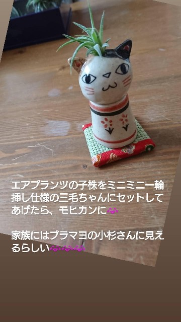 f:id:tama_arai:20210426204353j:image f:id:tama_arai:20210426204353j:image