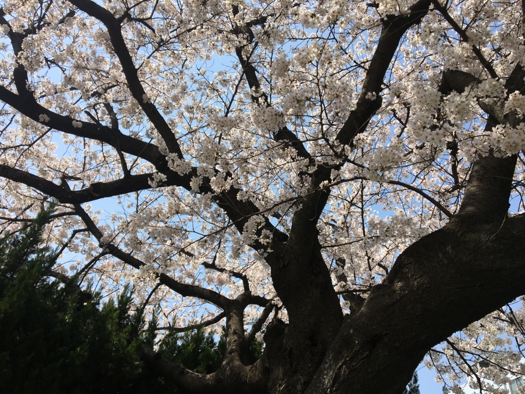 f:id:tamachan76:20180329002234j:plain