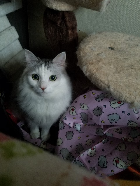 f:id:tamaco622:20190515224955j:image f:id:tamaco622:20190515224955j:image