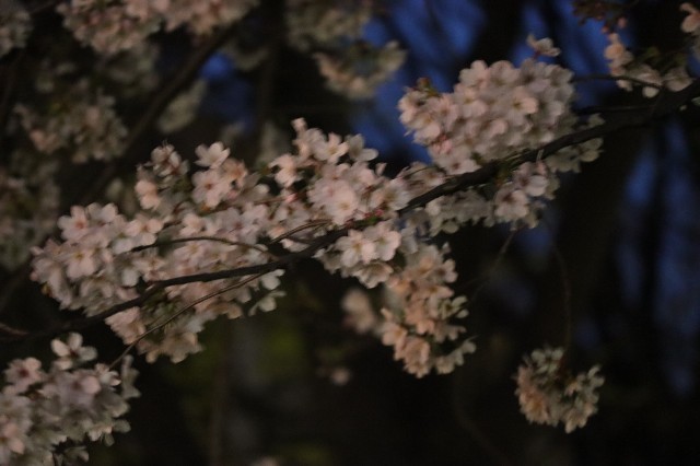 f:id:tamagami2:20200322204809j:image f:id:tamagami2:20200322204809j:image