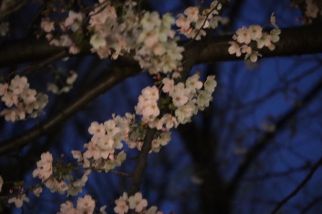 f:id:tamagami2:20200322204831j:image f:id:tamagami2:20200322204831j:image
