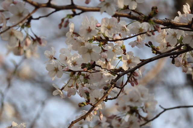 f:id:tamagami2:20200322210633j:image f:id:tamagami2:20200322210633j:image