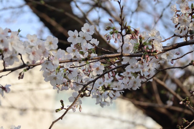 f:id:tamagami2:20200322210637j:image f:id:tamagami2:20200322210637j:image