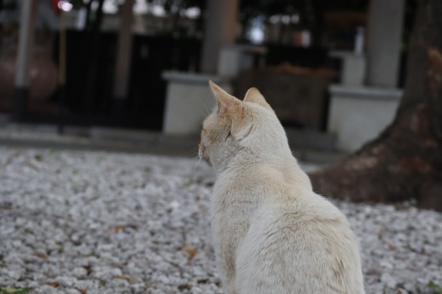 f:id:tamagami2:20200510133742j:image f:id:tamagami2:20200510133742j:image