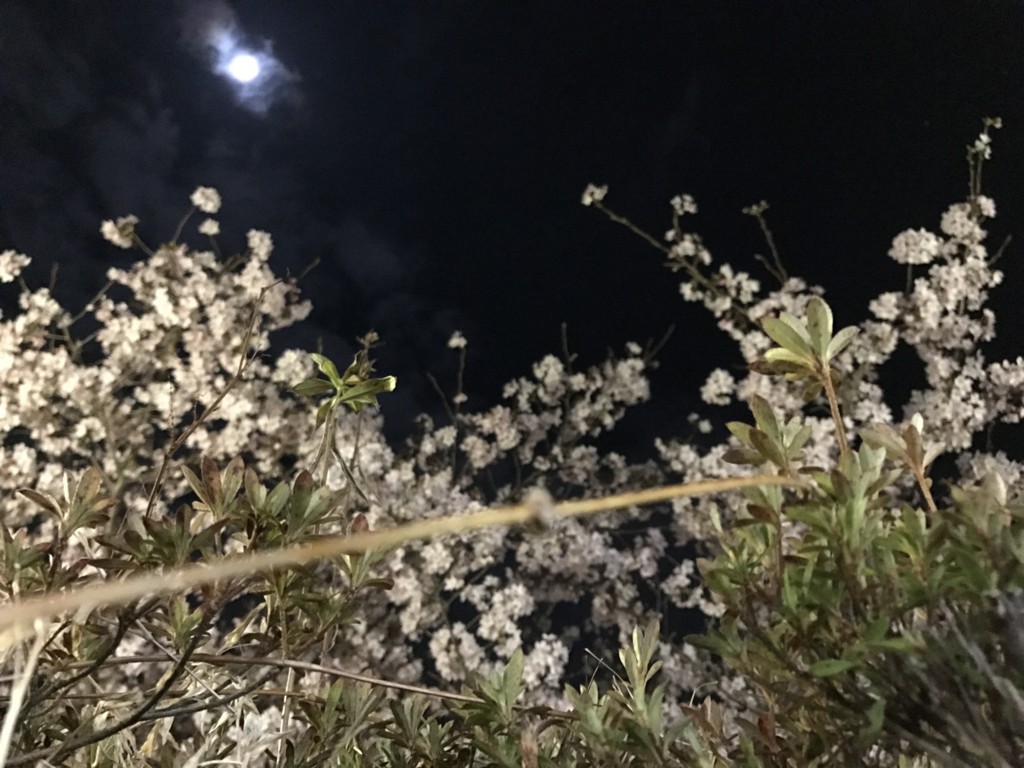 f:id:tamageki:20170407211305j:plain f:id:tamageki:20170407211305j:plain