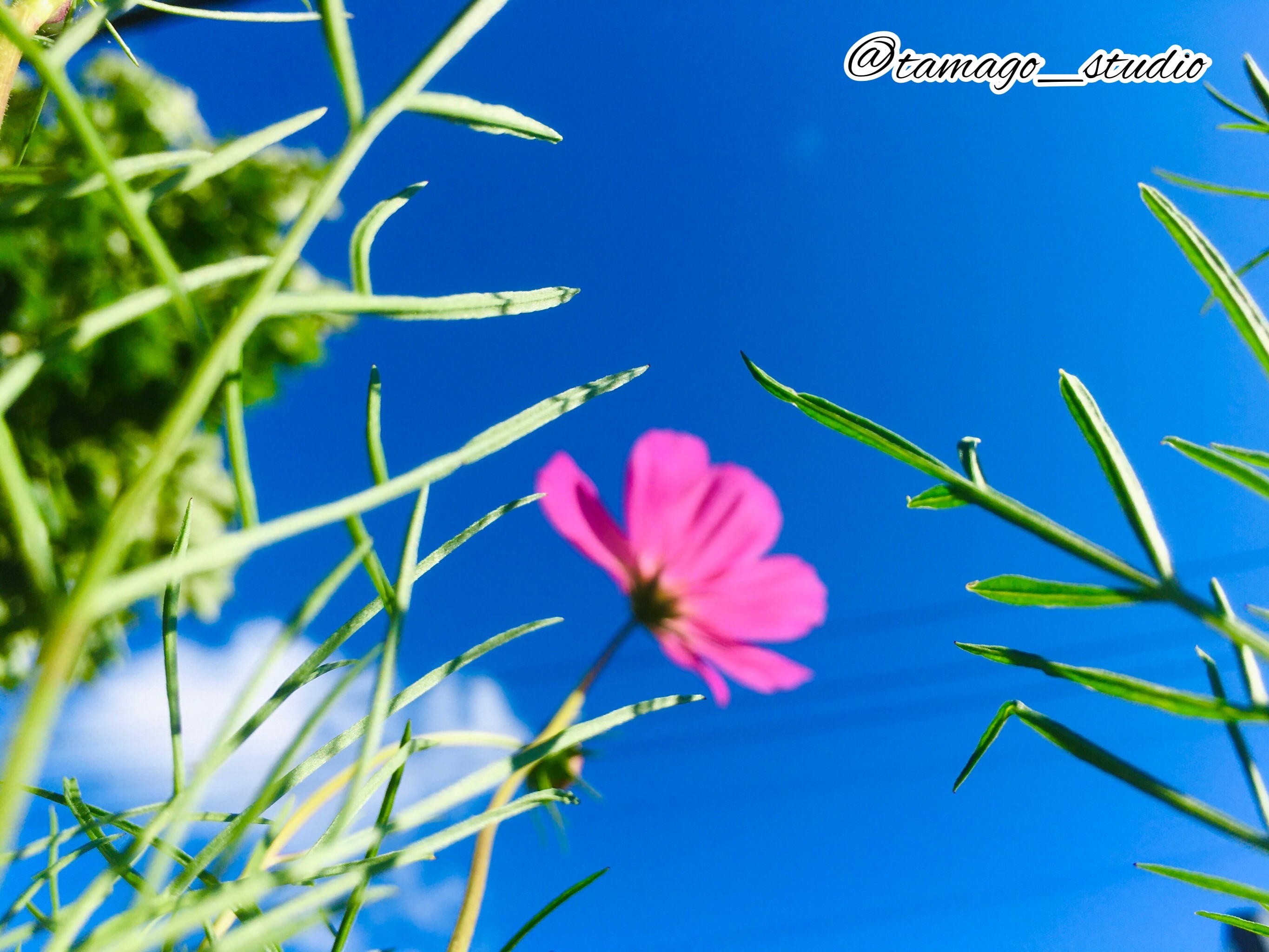 f:id:tamago_studio:20210902080403j:image