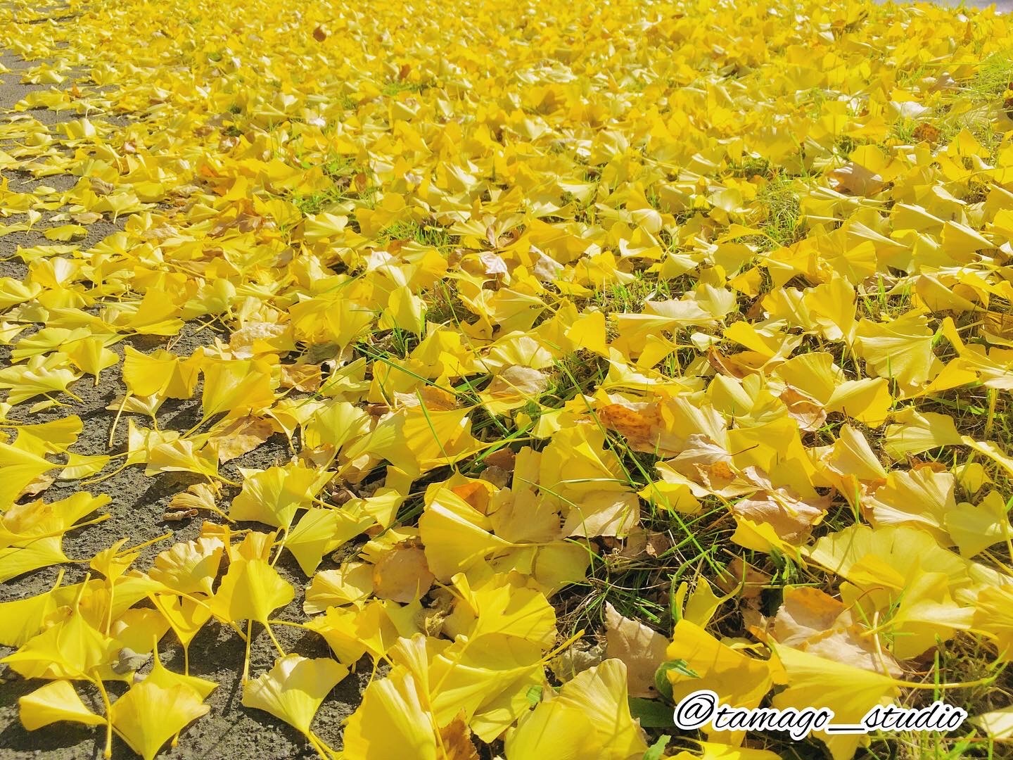 f:id:tamago_studio:20211106104802j:image