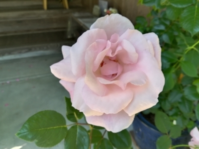 f:id:tamagokakegohanlove:20180530181753j:plain f:id:tamagokakegohanlove:20180530181753j:plain