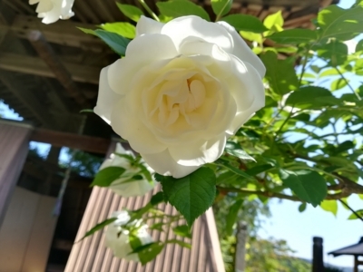 f:id:tamagokakegohanlove:20180530181806j:plain f:id:tamagokakegohanlove:20180530181806j:plain