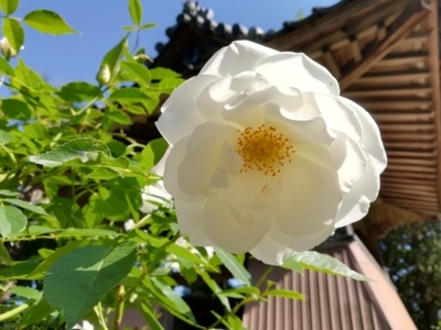 f:id:tamagokakegohanlove:20180530181816j:plain f:id:tamagokakegohanlove:20180530181816j:plain