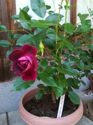 f:id:tamagokakegohanlove:20180530181833j:plain f:id:tamagokakegohanlove:20180530181833j:plain