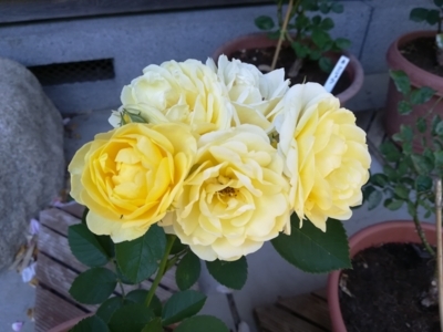 f:id:tamagokakegohanlove:20180530181849j:plain f:id:tamagokakegohanlove:20180530181849j:plain