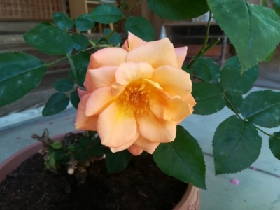 f:id:tamagokakegohanlove:20180530181931j:plain f:id:tamagokakegohanlove:20180530181931j:plain