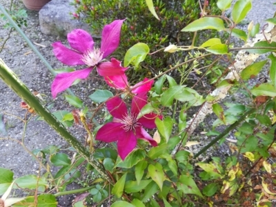 f:id:tamagokakegohanlove:20180530181934j:plain f:id:tamagokakegohanlove:20180530181934j:plain