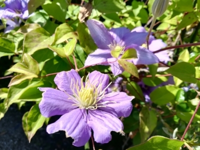 f:id:tamagokakegohanlove:20180530181941j:plain f:id:tamagokakegohanlove:20180530181941j:plain