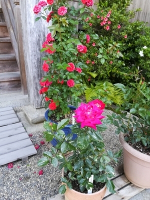f:id:tamagokakegohanlove:20180530181948j:plain f:id:tamagokakegohanlove:20180530181948j:plain