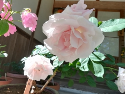 f:id:tamagokakegohanlove:20180530181951j:plain f:id:tamagokakegohanlove:20180530181951j:plain