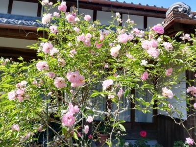 f:id:tamagokakegohanlove:20180530181958j:plain f:id:tamagokakegohanlove:20180530181958j:plain