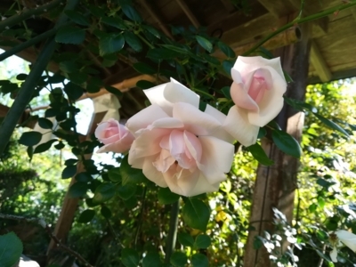 f:id:tamagokakegohanlove:20180530182025j:plain f:id:tamagokakegohanlove:20180530182025j:plain