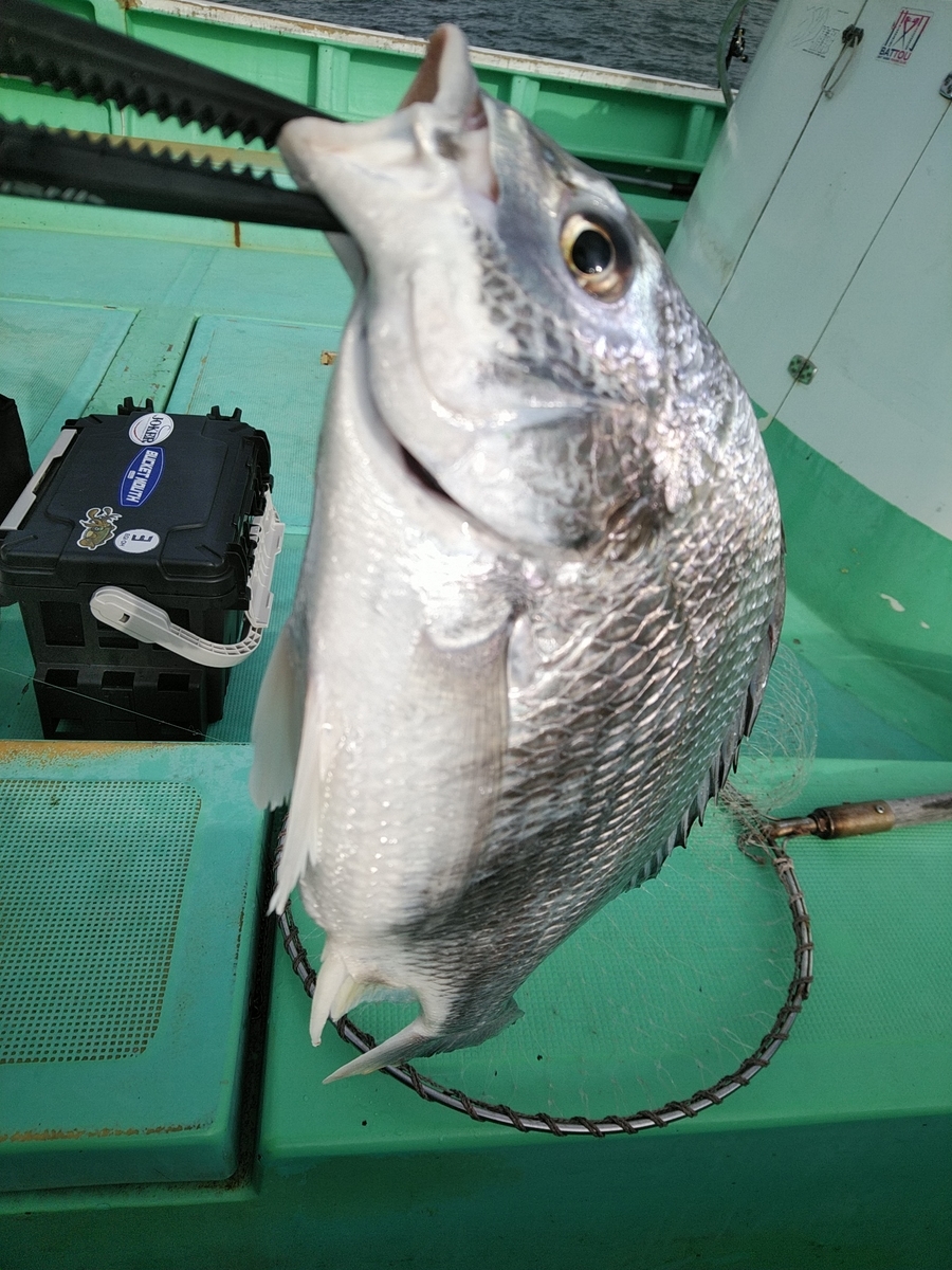 半日テンヤマダイ 大津 またまた外道パレード たまひの切り身