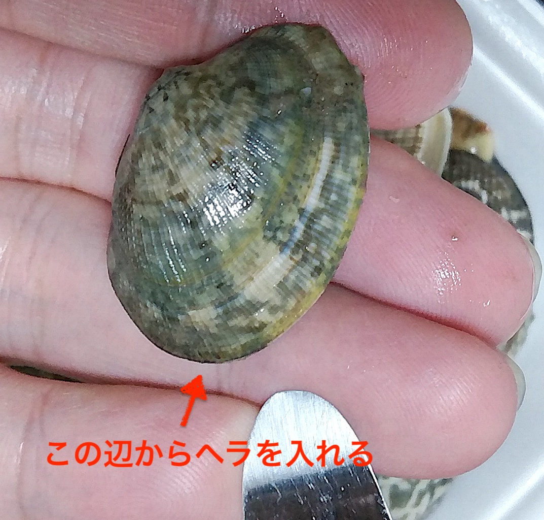 アサリ剥き方1