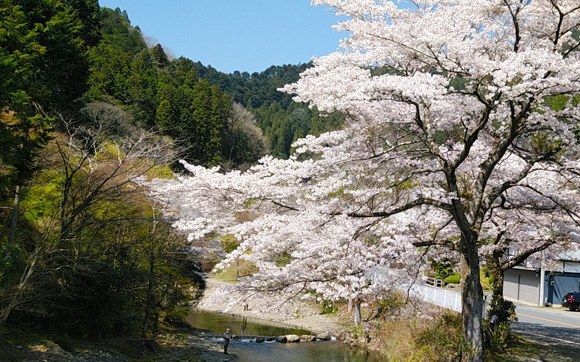 桜