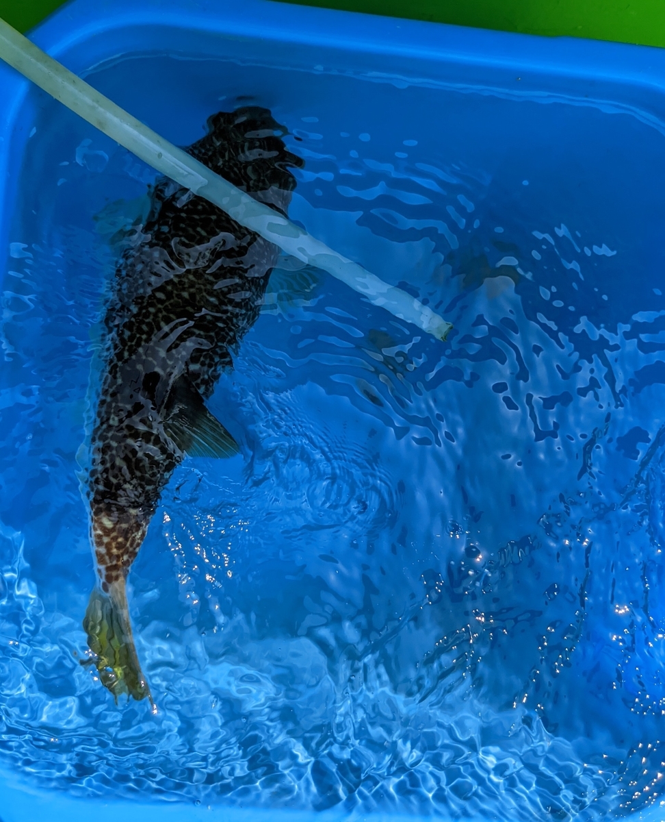 1匹目のショウサイフグ