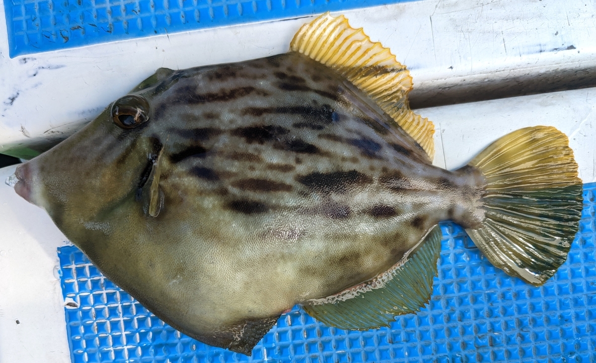 ②の1枚