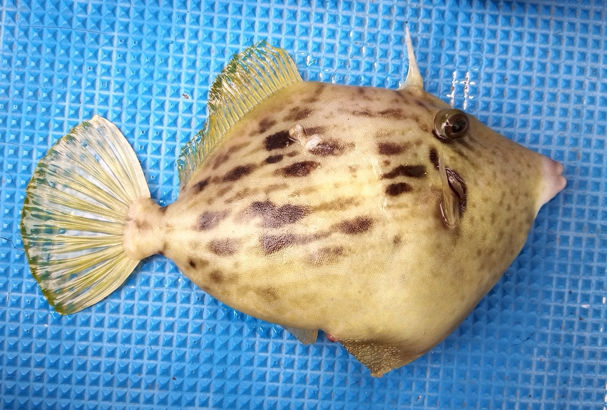 ①の1枚目のカワハギ