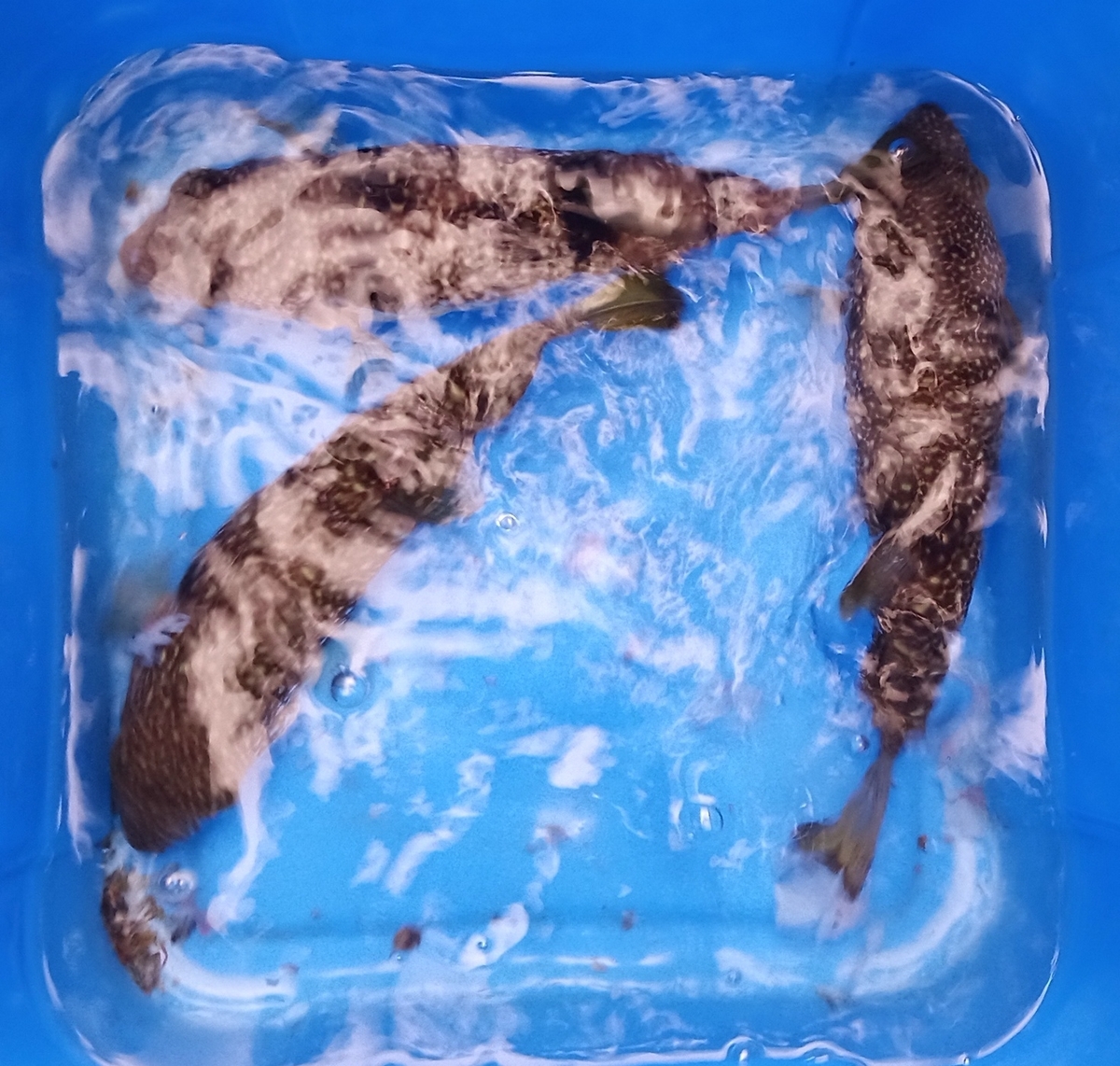ショウサイフグ
