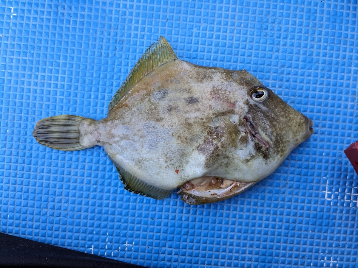 カワハギ