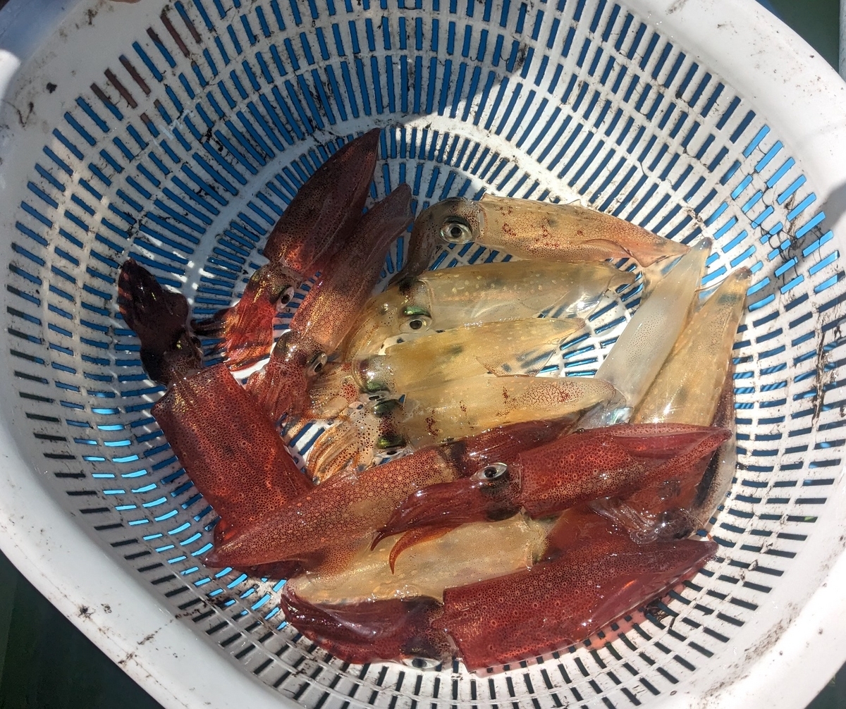 マルイカ釣果
