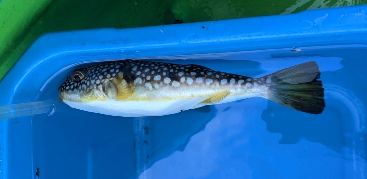 ショウサイフグ