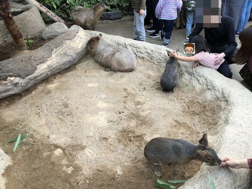 f:id:tamajirooo:20181117000717j:plain f:id:tamajirooo:20181117000717j:plain