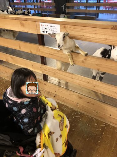 f:id:tamajirooo:20190224104038j:plain f:id:tamajirooo:20190224104038j:plain